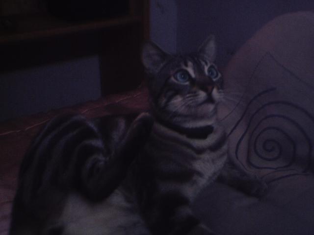 mi gato